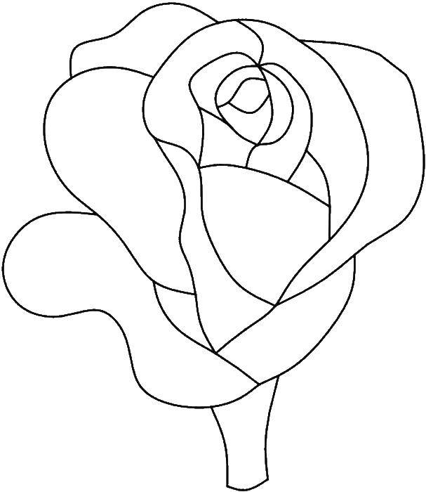 Coloring Roses. Category flowers. Tags:  ROSE, flowers.