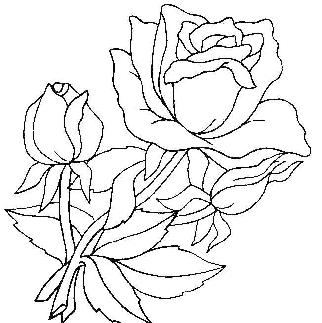 Coloring Roses. Category flowers. Tags:  Rose.