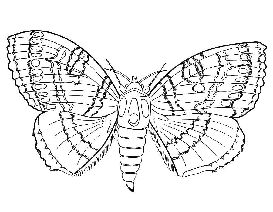 Coloring Moth. Category flowers. Tags:  the moth.