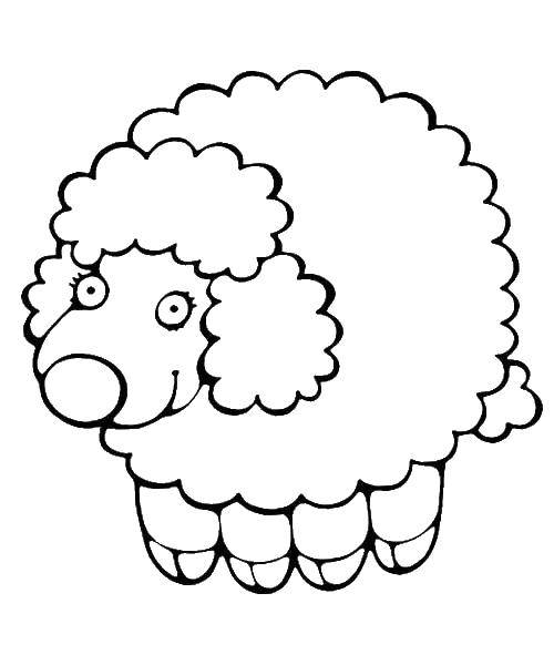 Название: Раскраска Овечка. Категория: Животные. Теги: овца. овечка.