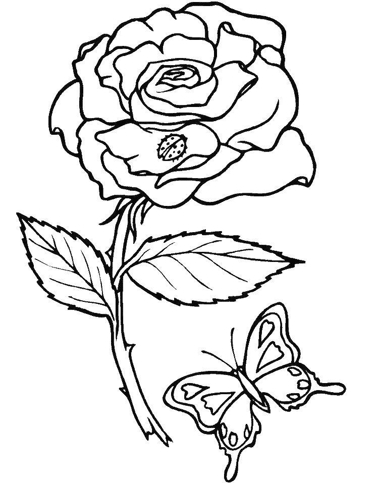 Название: Раскраска Роза. Категория: цветы. Теги: роза.