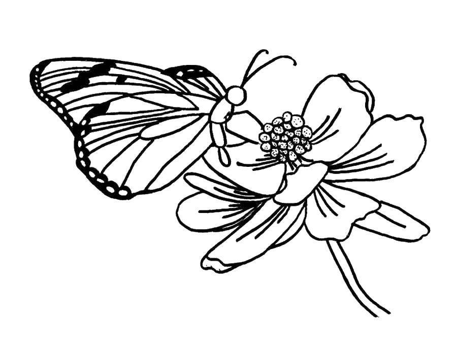 Название: Раскраска Бабочка села на цветок. Категория: цветы. Теги: цветы, растения, бабочки.