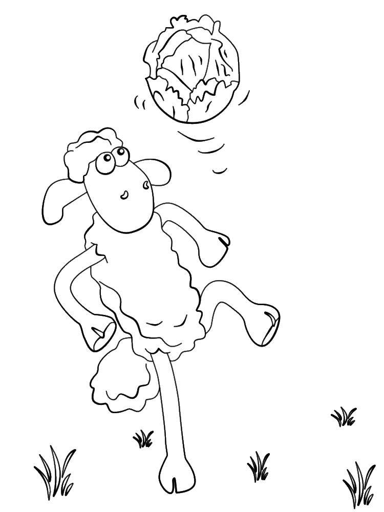 Coloring Shaun kicks the cabbage. Category cartoons. Tags:  Shaun the sheep, .