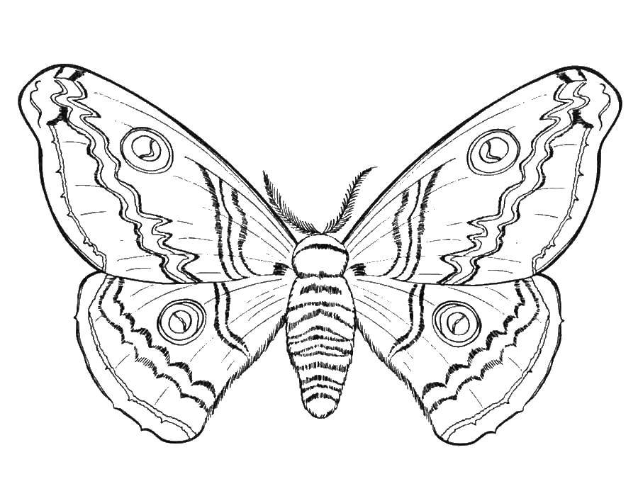Coloring Moth. Category Insects. Tags:  the moth.