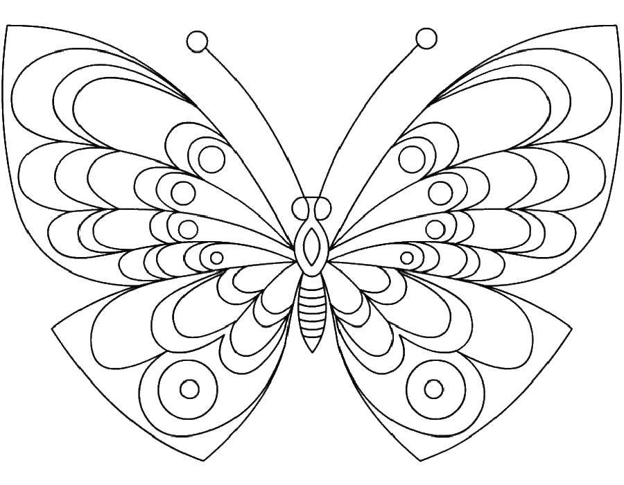 Название: Раскраска Бабочка. Категория: цветы. Теги: бабочка.