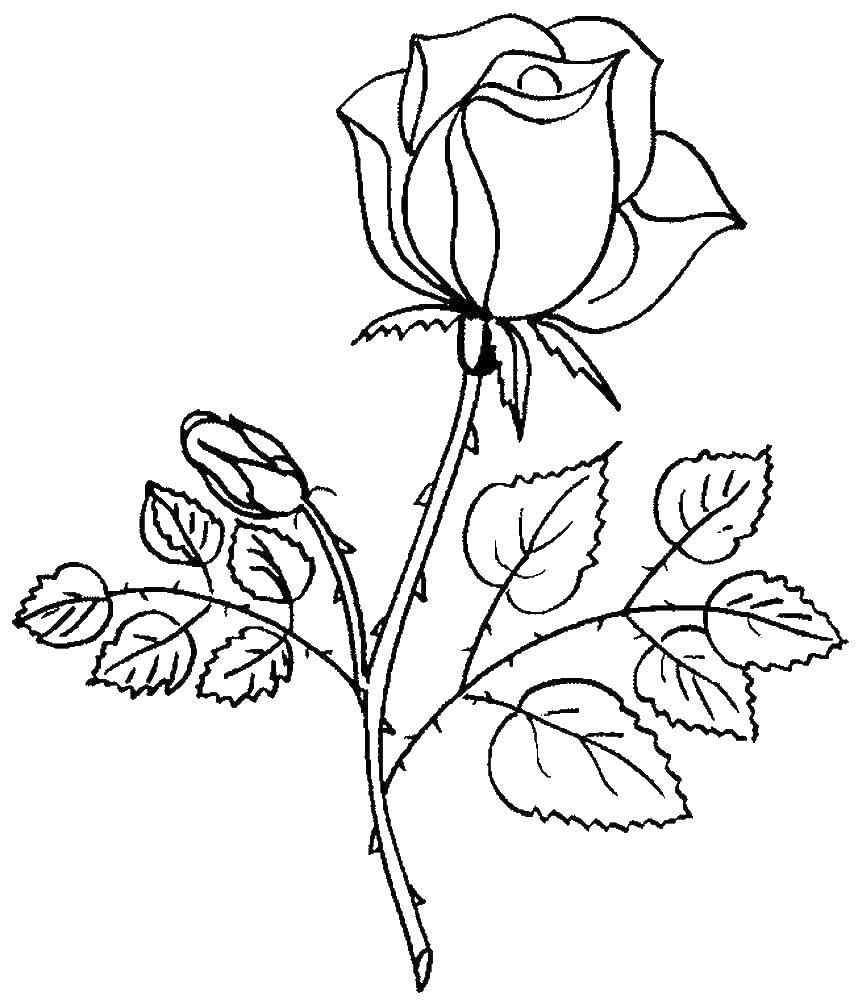 Название: Раскраска Роза с шипами. Категория: цветы. Теги: роза, цветы.