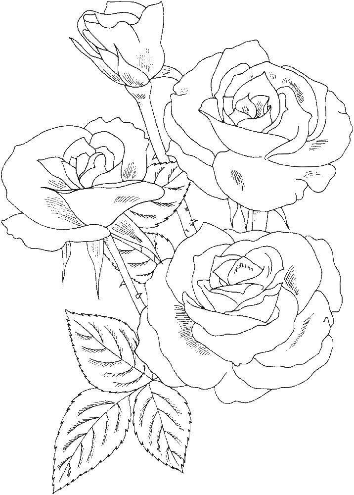 Название: Раскраска Розы. Категория: цветы. Теги: Роза.