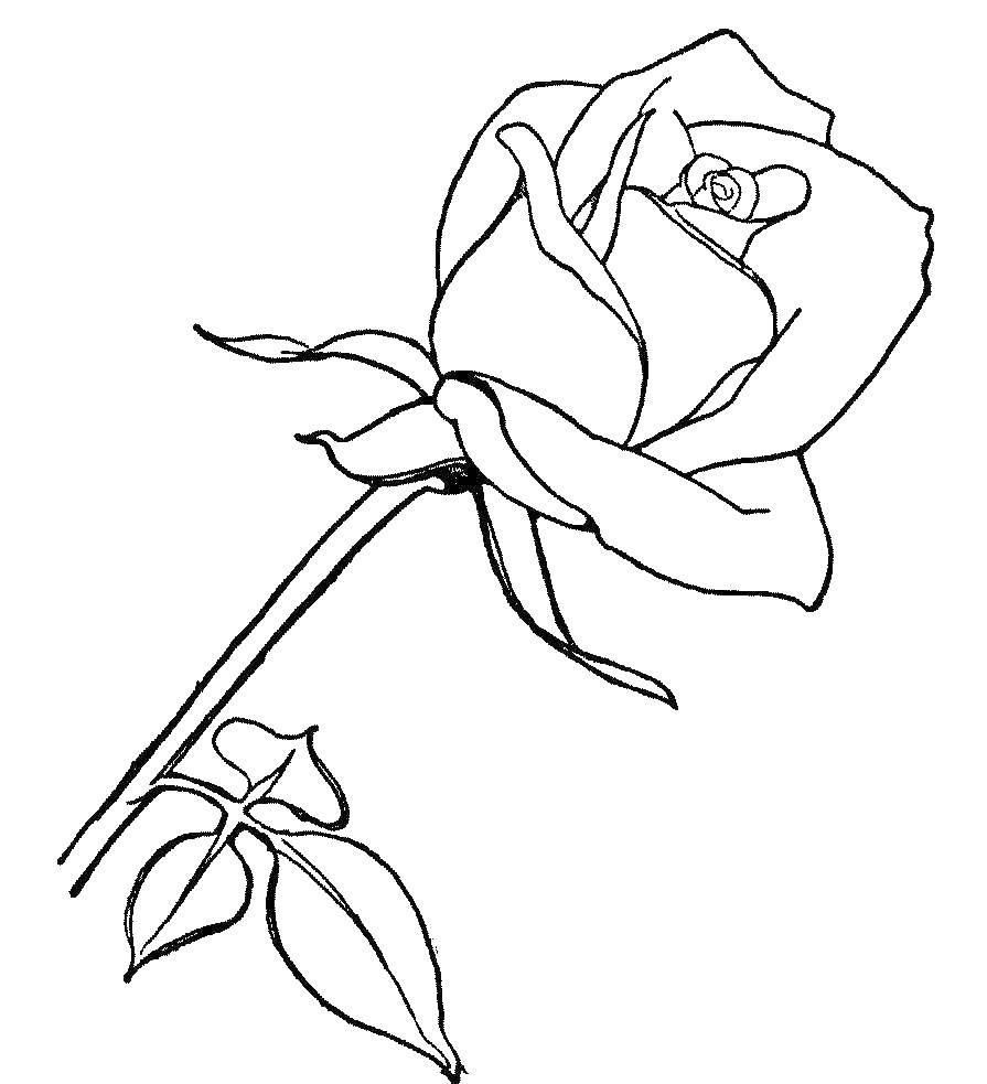 Раскраска розы для мамы