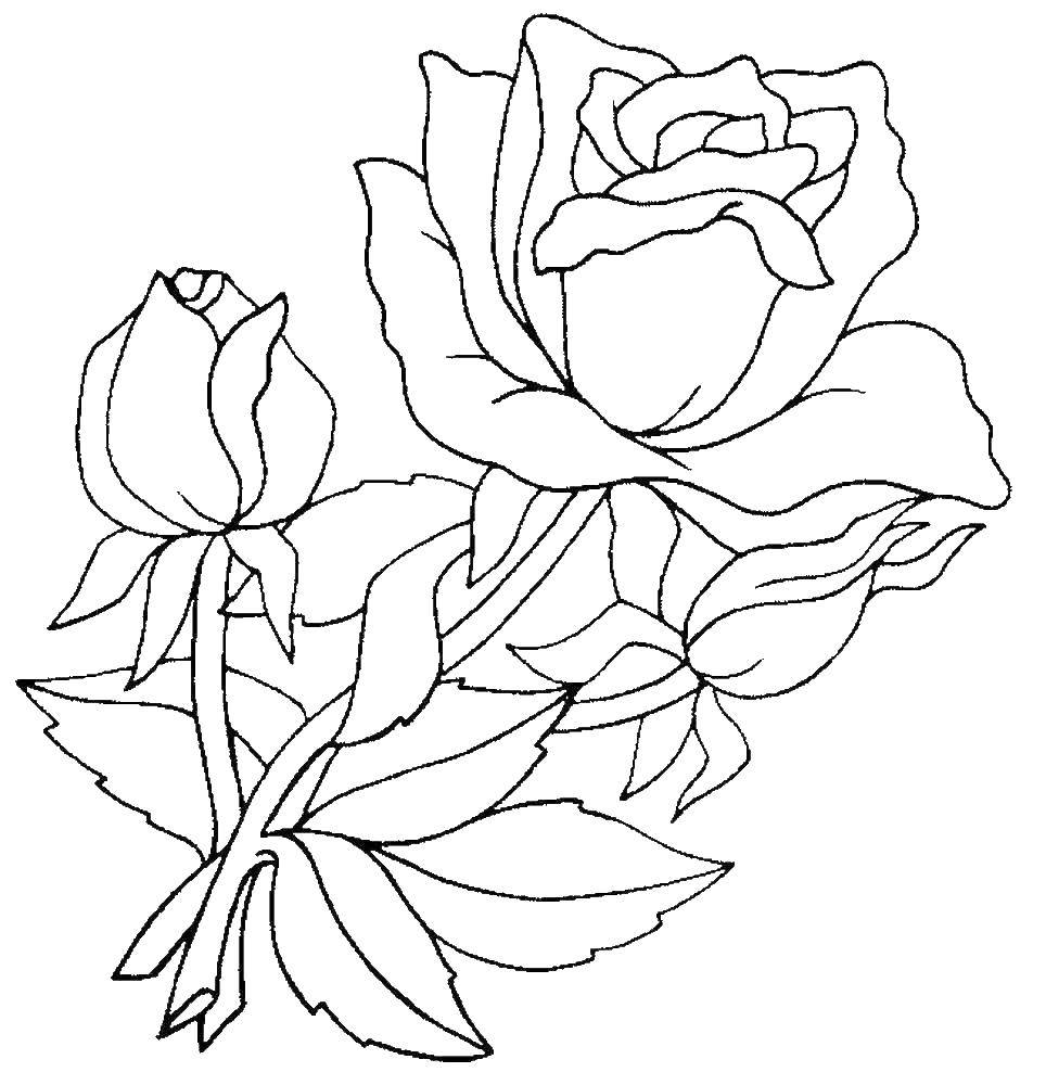 Coloring Roses. Category flowers. Tags:  rose, flowers.