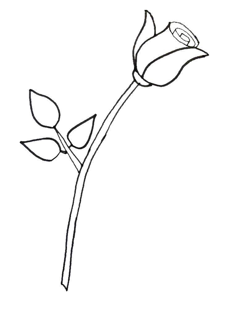 Coloring A rose without thorns. Category flowers. Tags:  rose, flowers.