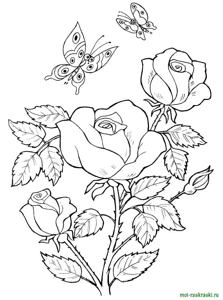 Coloring Roses. Category flowers. Tags:  Rose.