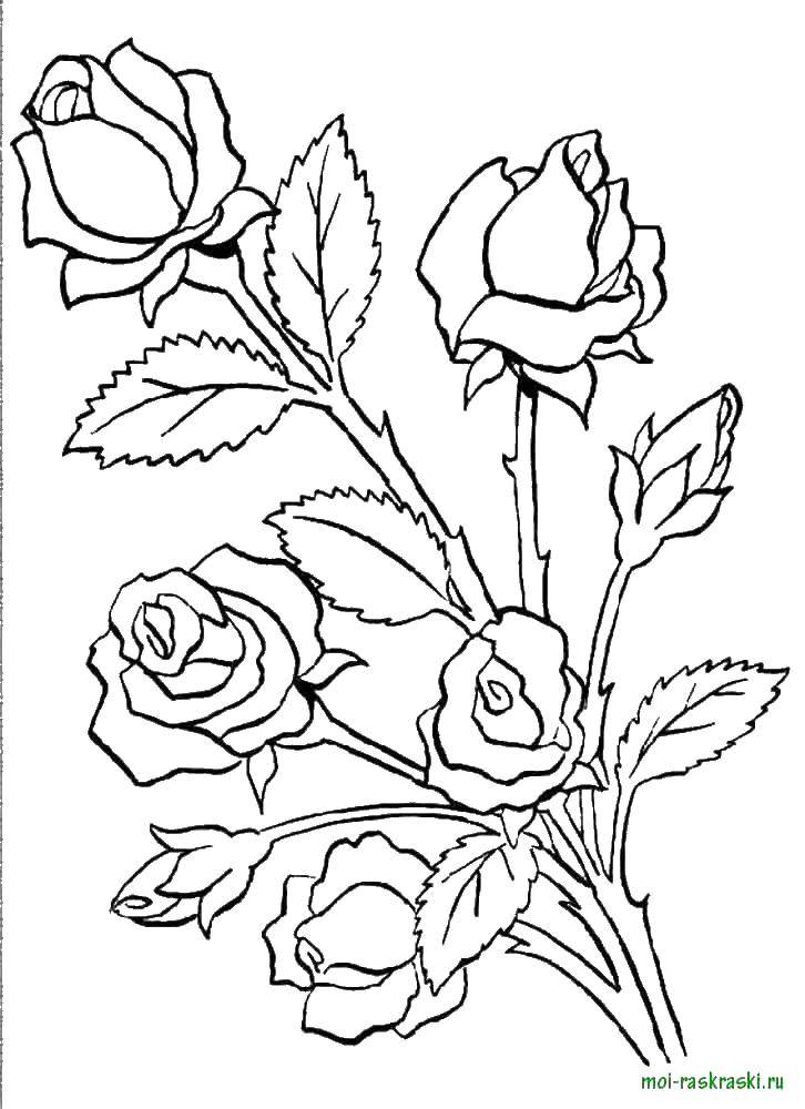 Название: Раскраска Букет роз. Категория: цветы. Теги: роза, цветы.