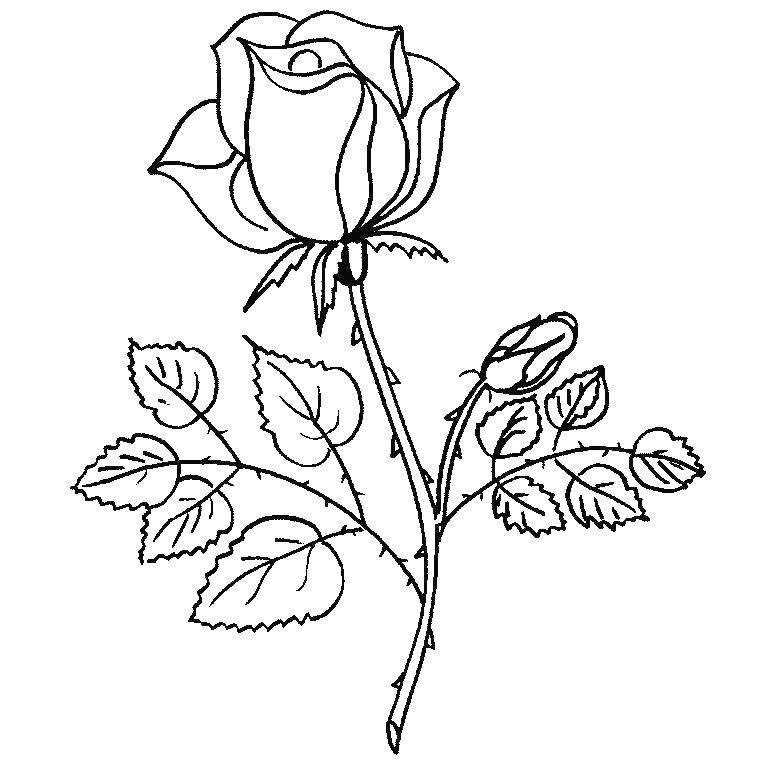 Название: Раскраска Роза с шипами. Категория: цветы. Теги: Роза.