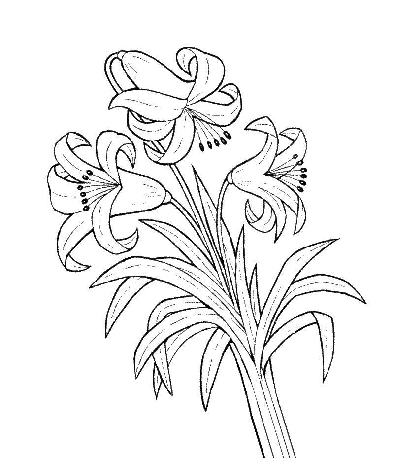 Coloring Flowers. Category flowers. Tags:  flowers.