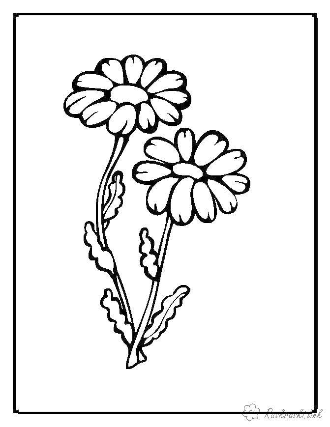 Coloring Daisy. Category flowers. Tags:  chamomile.