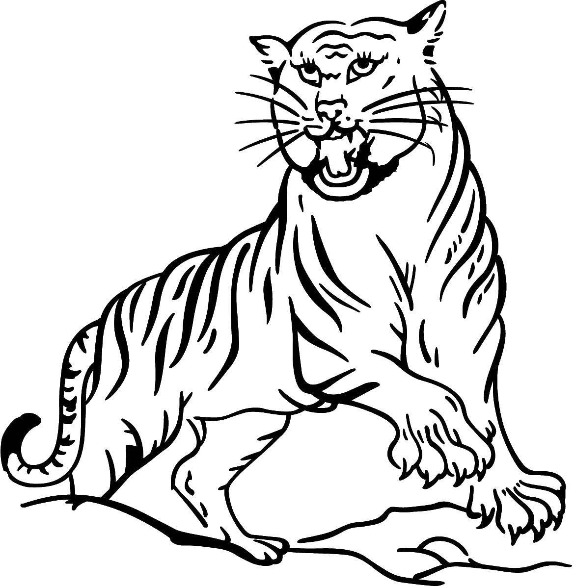 Название: Раскраска Тигр. Категория: Животные. Теги: тигр.