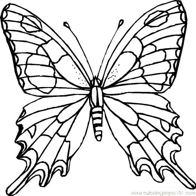Название: Раскраска Красивейшая бабочка. Категория: бабочки. Теги: Бабочка.