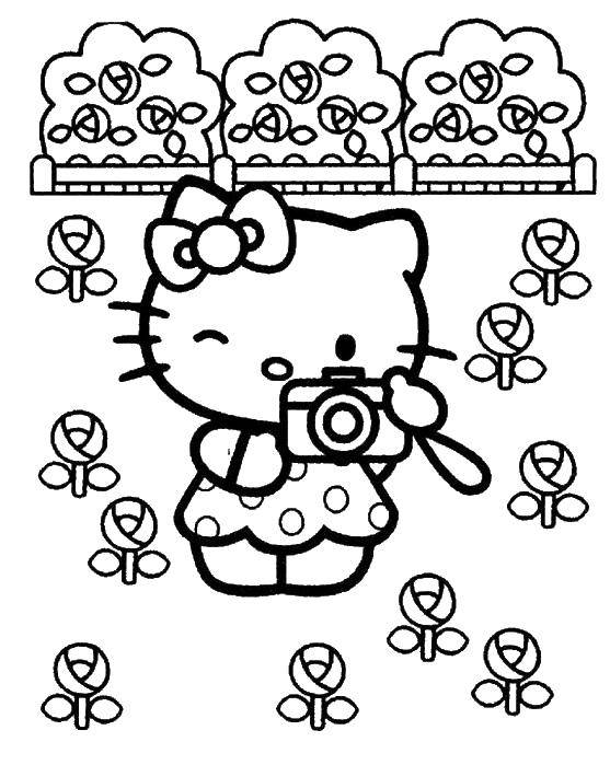 Coloring Kitty photographer. Category kitty . Tags:  Kitty, photo.