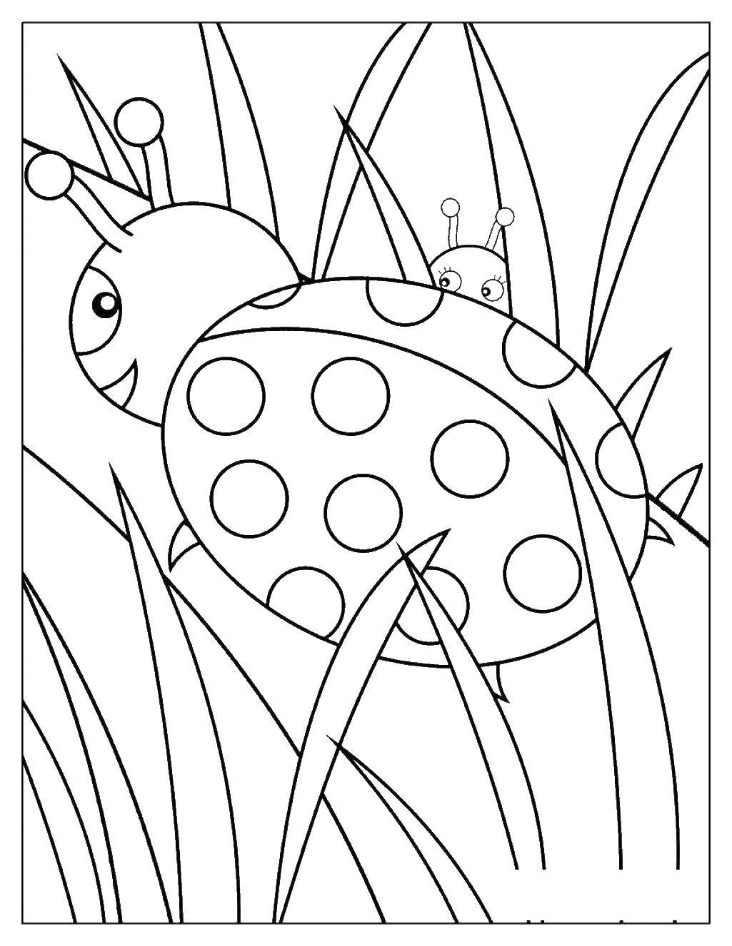 Coloring Ladybugs in the grass. Category Insects. Tags:  Insects, ladybug.