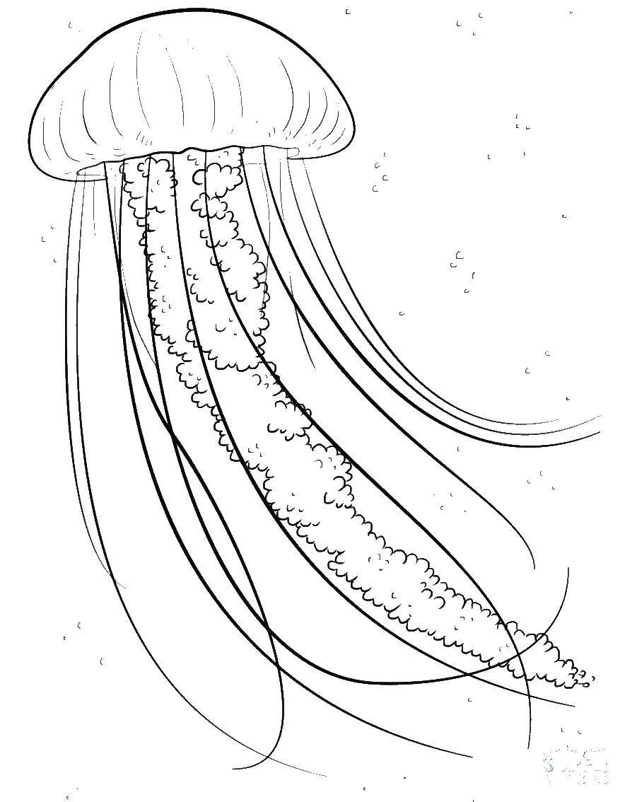 Coloring Beautiful jellyfish. Category Sea animals. Tags:  Underwater world, jellyfish.