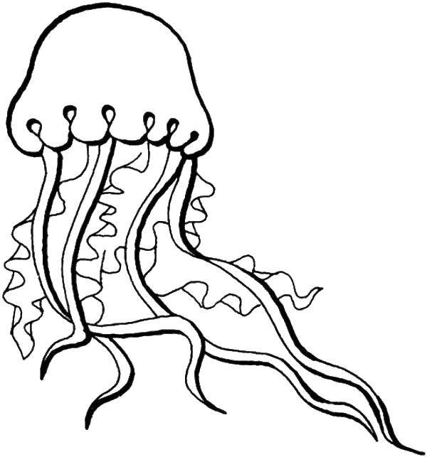 Название: Раскраска Медуза. Категория: Морские обитатели. Теги: Подводный мир, медуза.