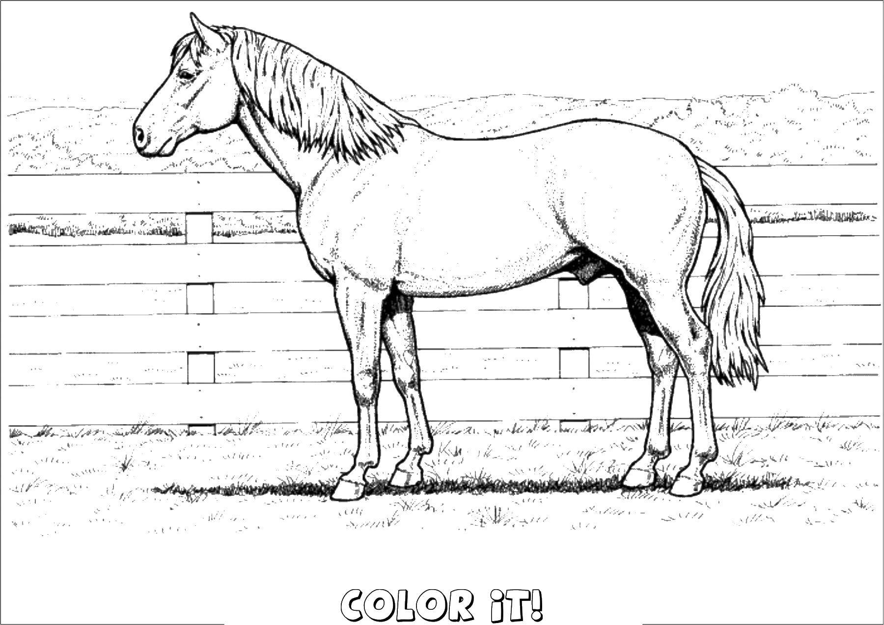 Coloring Paint it!. Category Animals. Tags:  Animals, horse.