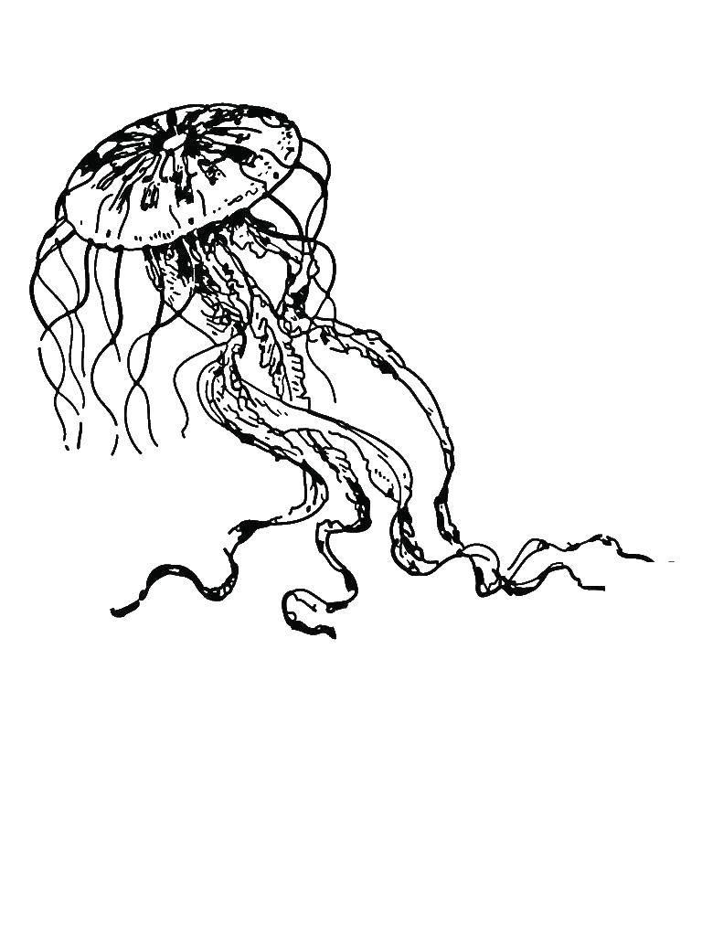 Coloring Jellyfish with long tentacles. Category Sea animals. Tags:  Underwater world, jellyfish.