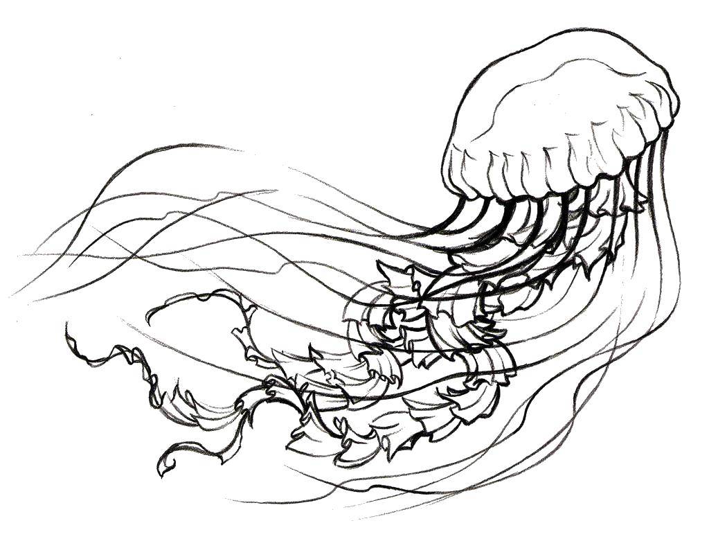 Coloring Jellyfish in the ocean. Category Sea animals. Tags:  Underwater world, jellyfish.