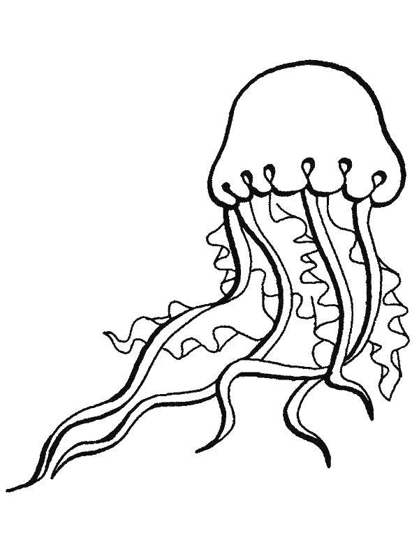 Название: Раскраска Медуза в океане. Категория: Морские обитатели. Теги: Подводный мир, медуза.