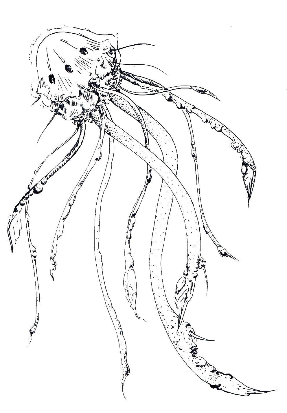 Название: Раскраска Страшная медуза. Категория: Морские обитатели. Теги: Подводный мир, медуза.