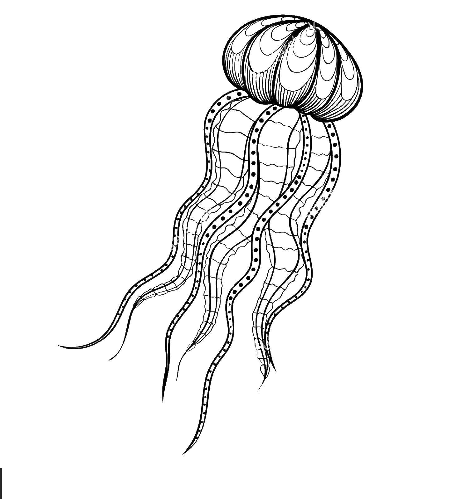 Coloring Patterned jellyfish. Category Sea animals. Tags:  Underwater world, jellyfish.