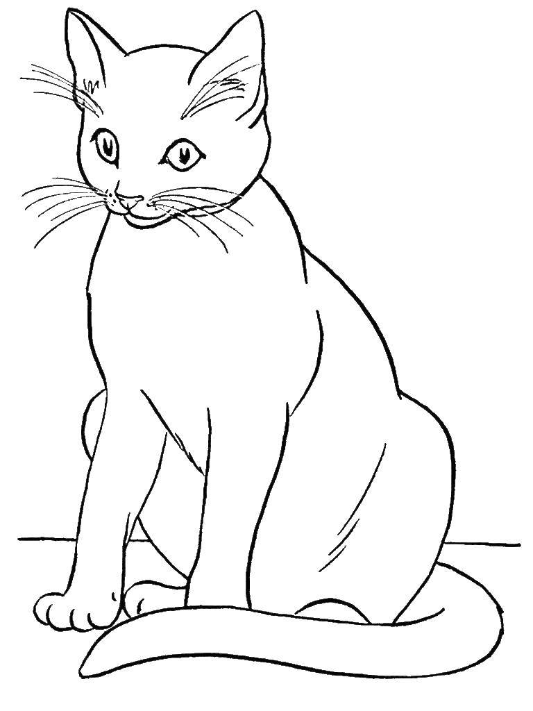 Название: Раскраска Кошечка сидит. Категория: Коты и котята. Теги: животные, котенок, кошка.