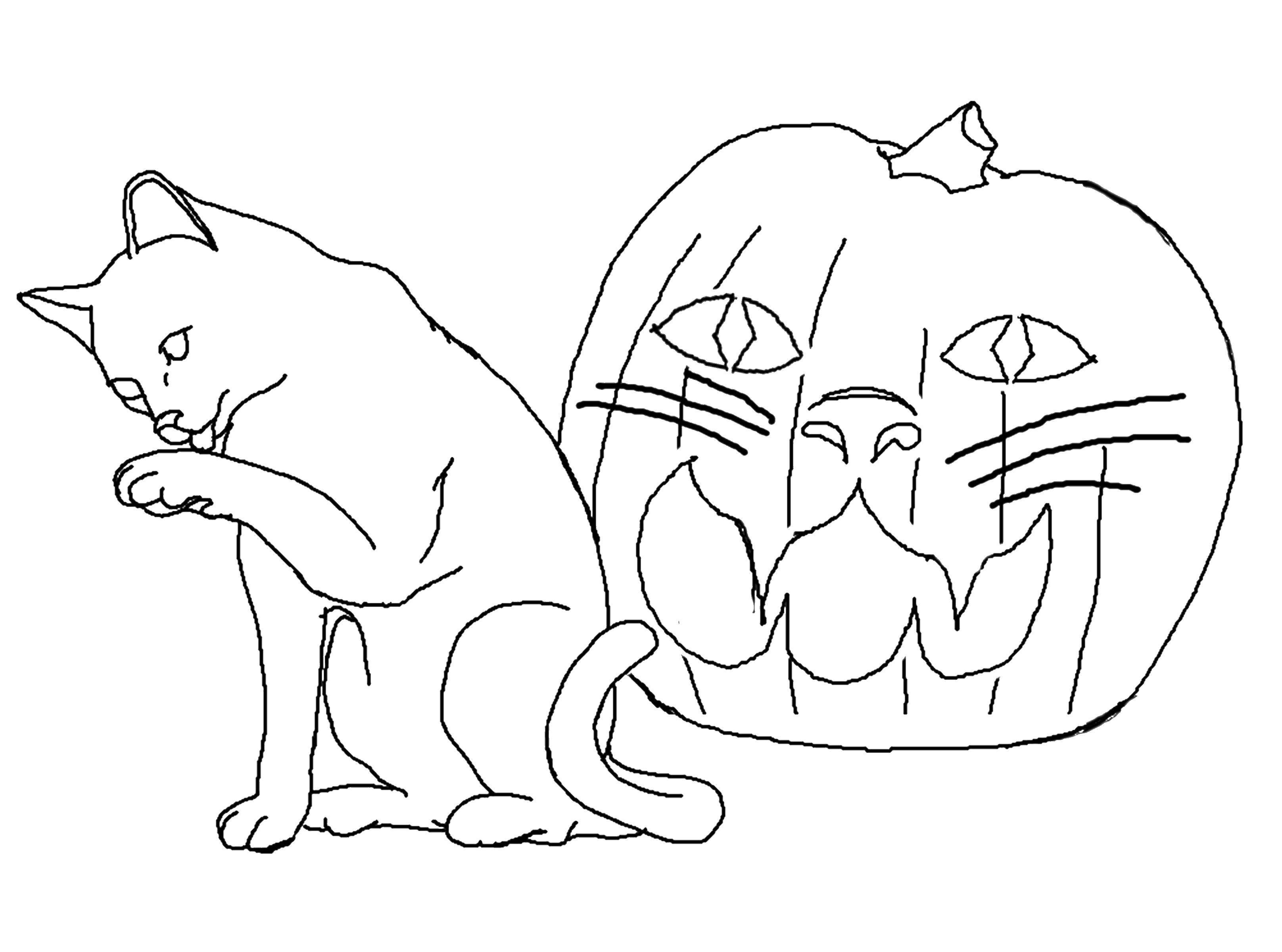 Coloring Cat and pumpkin. Category Animals. Tags:  animals, kitten, cat, pumpkin.
