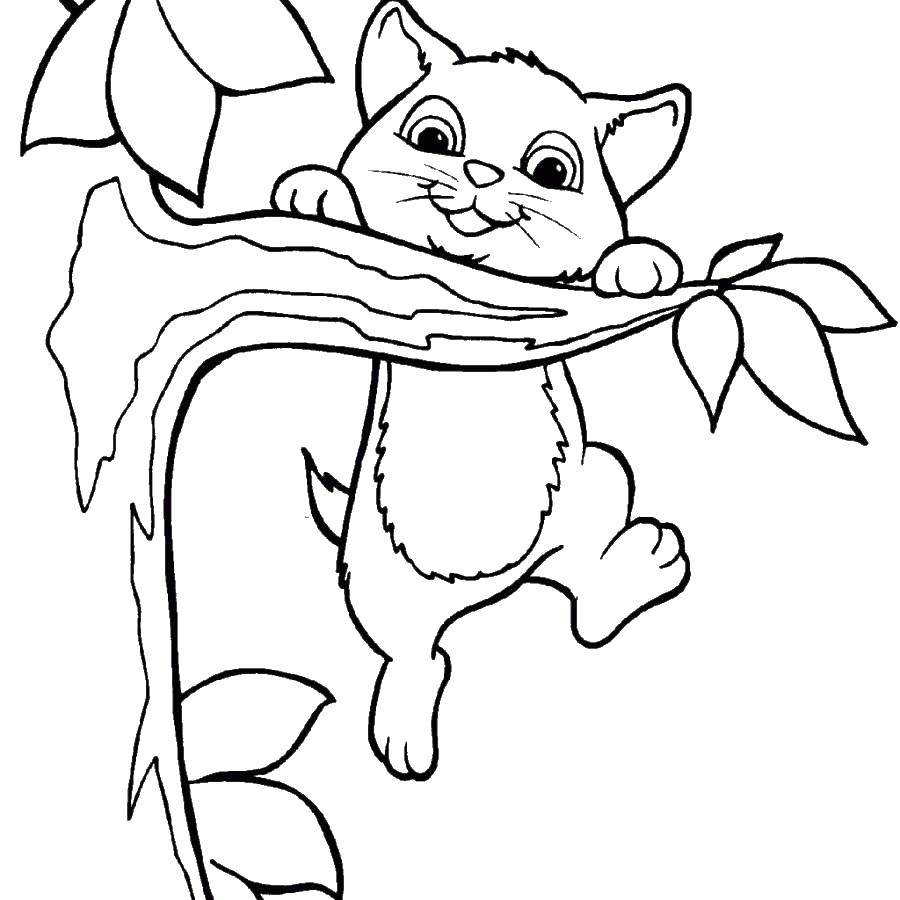 Coloring Kitty on the branch. Category Cats and kittens. Tags:  animals, kitten, cat, thread.