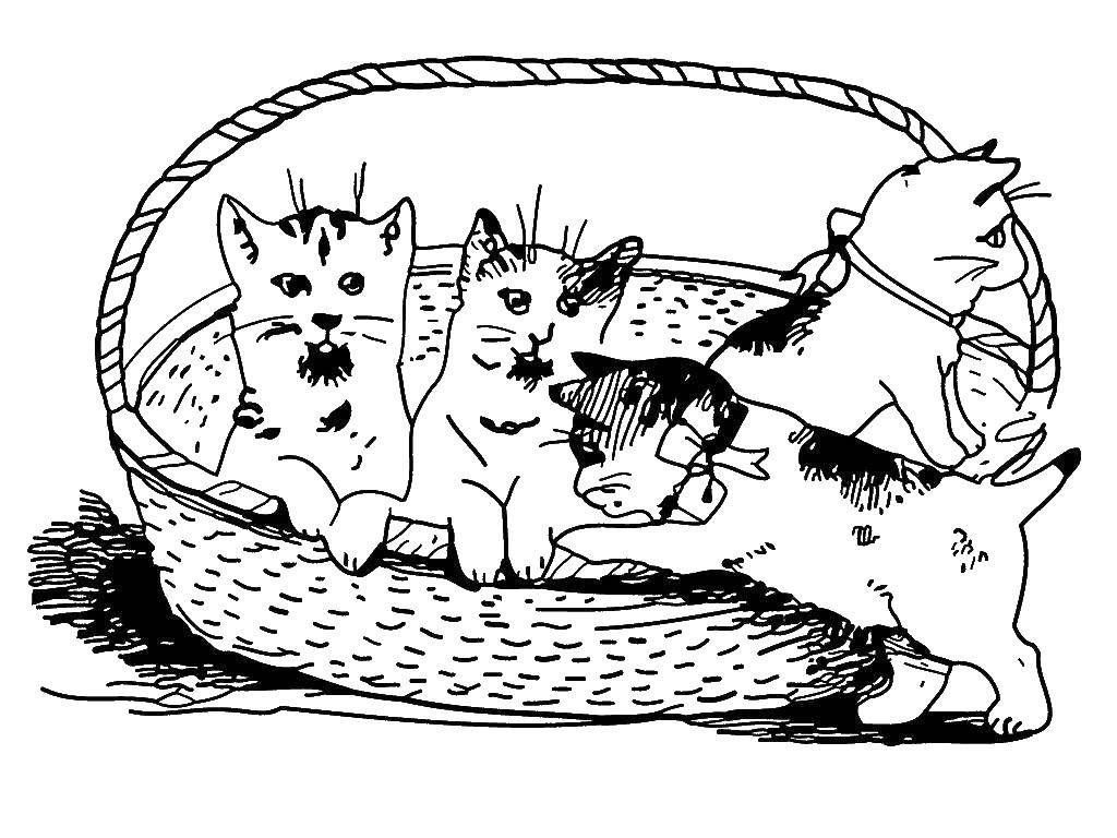 Название: Раскраска Котята в корзинке. Категория: Животные. Теги: Животные, котята.