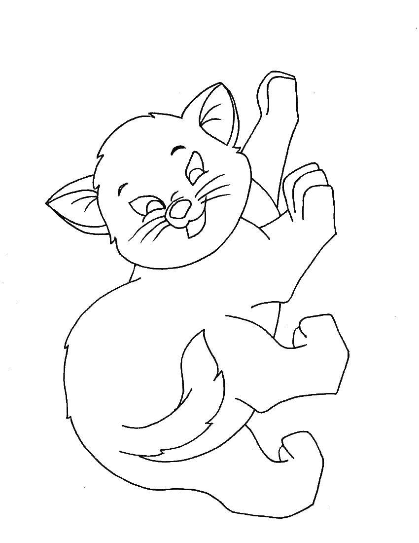 Название: Раскраска Игривый котенок. Категория: Коты и котята. Теги: животные, котенок.