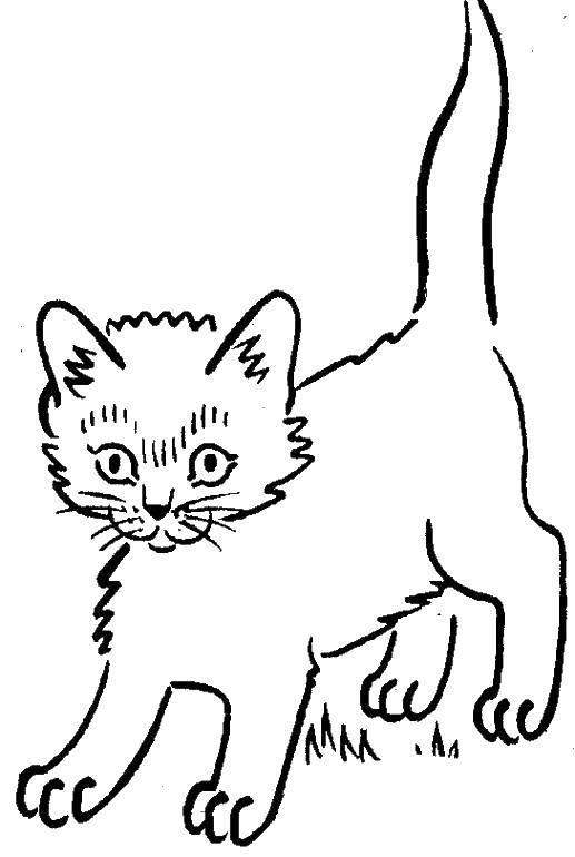 Название: Раскраска Испуганный котенок. Категория: Коты и котята. Теги: животные, котенок, кошка.