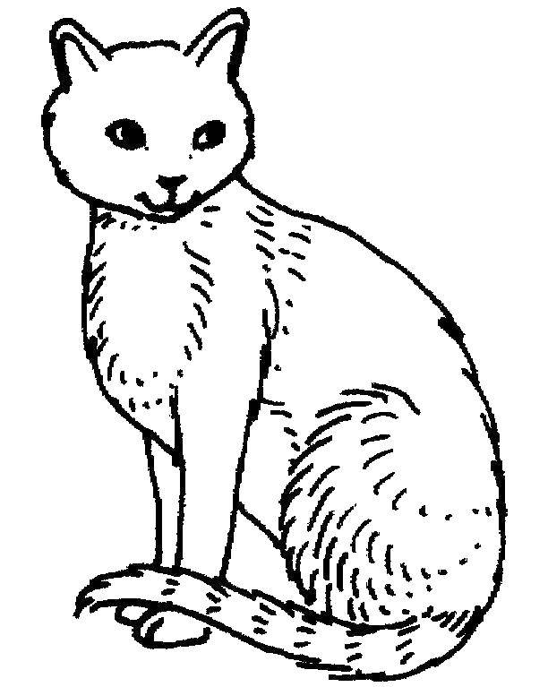 Название: Раскраска Кошечка сидит. Категория: Коты и котята. Теги: животные, котенок, кошка.