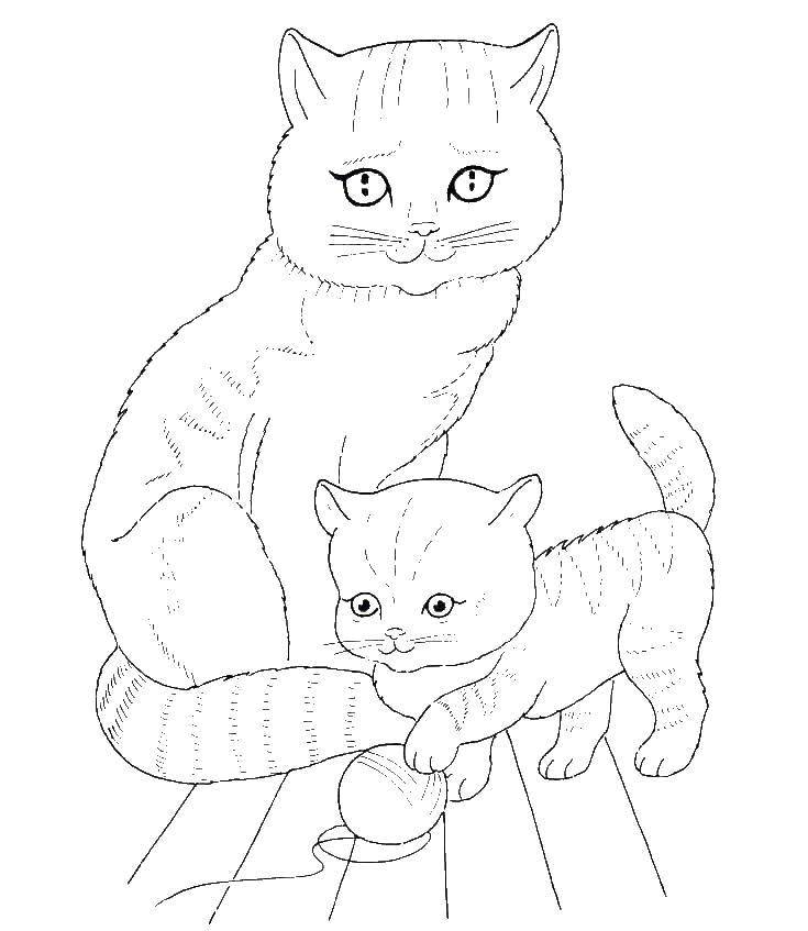 Название: Раскраска Кошка и играющийся котенок. Категория: Коты и котята. Теги: животные, котенок, кошка, клубок.