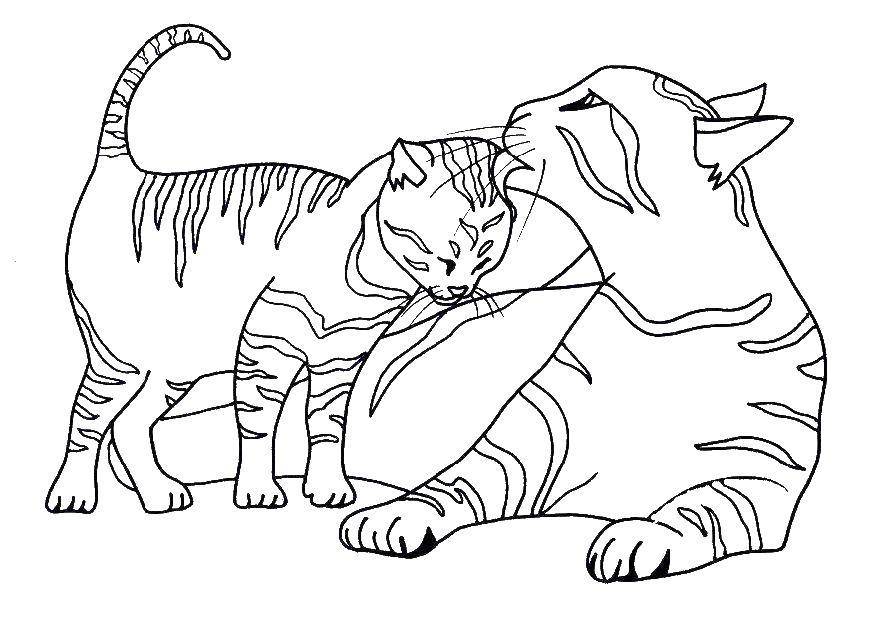 Название: Раскраска Кошка облизывает своего котенка. Категория: Коты и котята. Теги: животные, котенок, кошка, любовь.