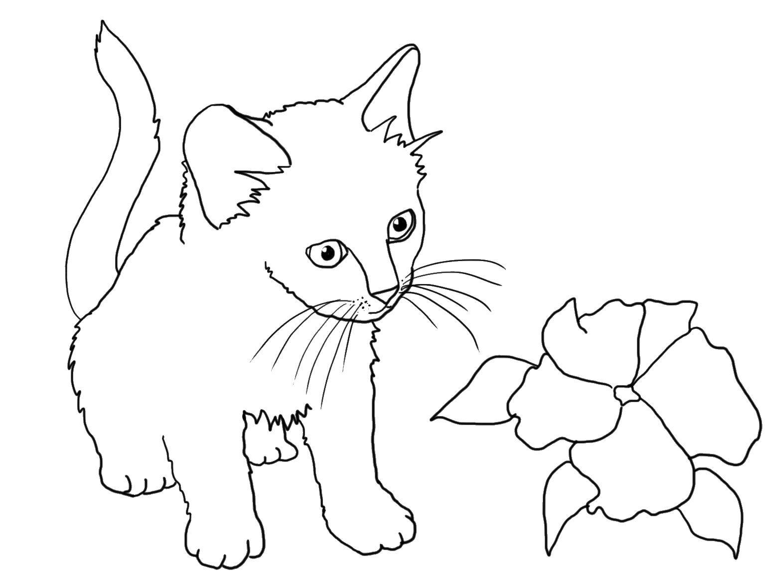 Название: Раскраска Котенок и цветок. Категория: Коты и котята. Теги: животные, котенок, кошка, цветок.