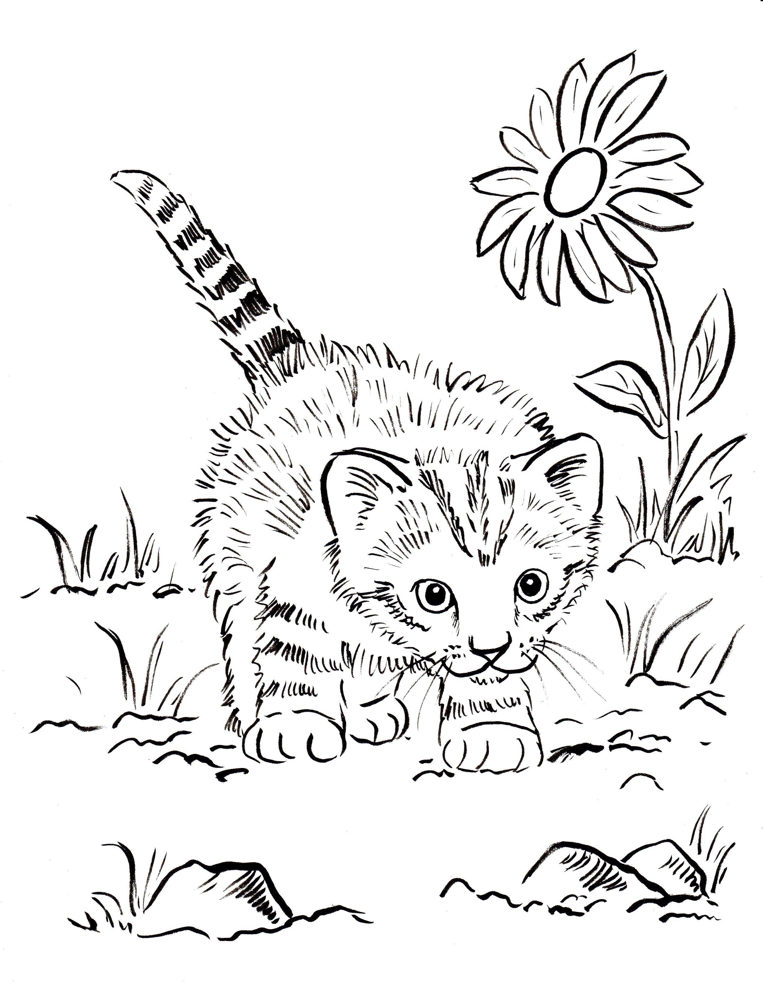 Раскраска Котенок в траве Скачать ,животные, котенок, кошка, природа,.  Распечатать 