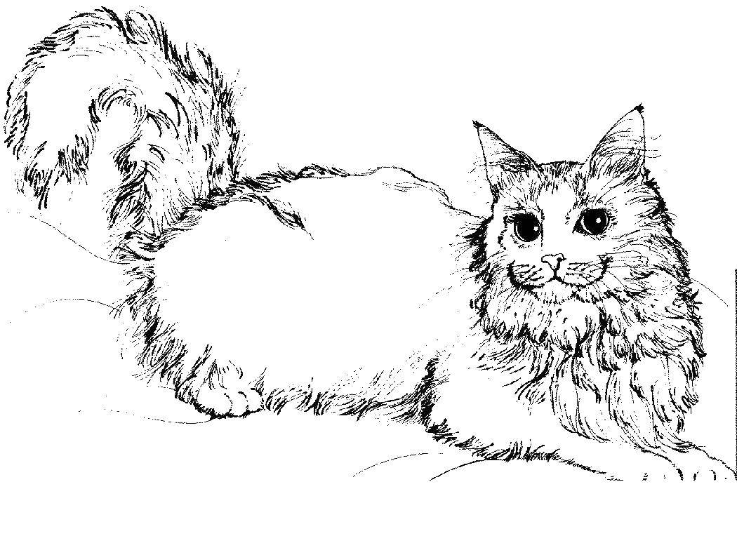 Розмальовки  Пухнаста кішечка. Завантажити розмальовку тварини, кошеня, кішка.  Роздрукувати ,Коти та кошенята,