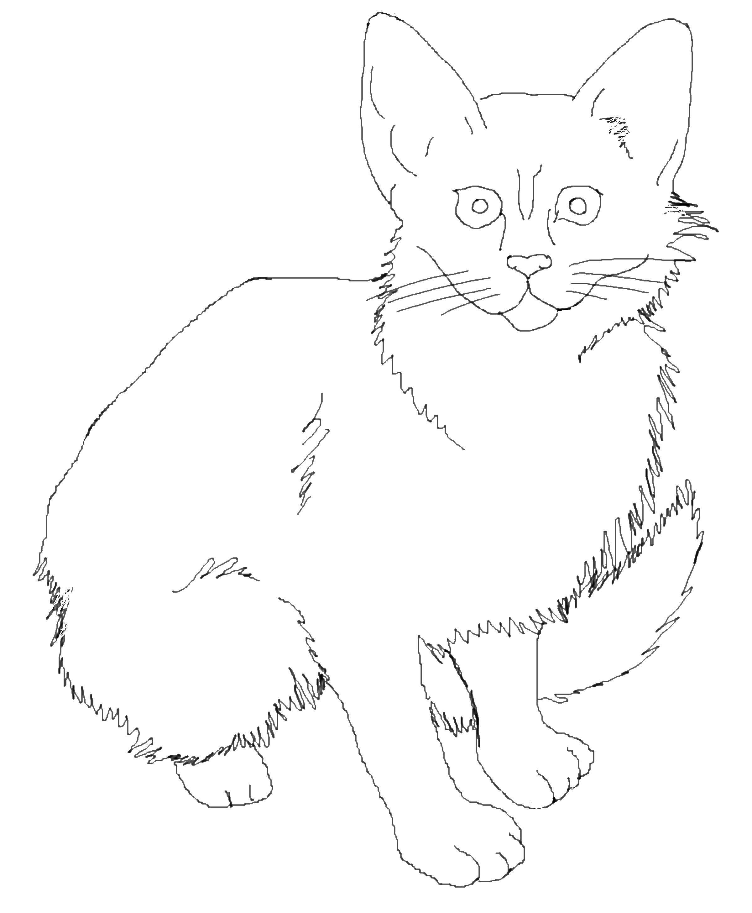 Розмальовки  Пухнаста кішка. Завантажити розмальовку тварини, кошеня, кішка.  Роздрукувати ,Коти та кошенята,