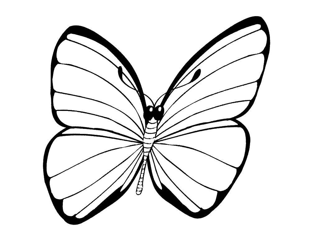 Название: Раскраска Бабочка. Категория: Насекомые. Теги: бабочка.
