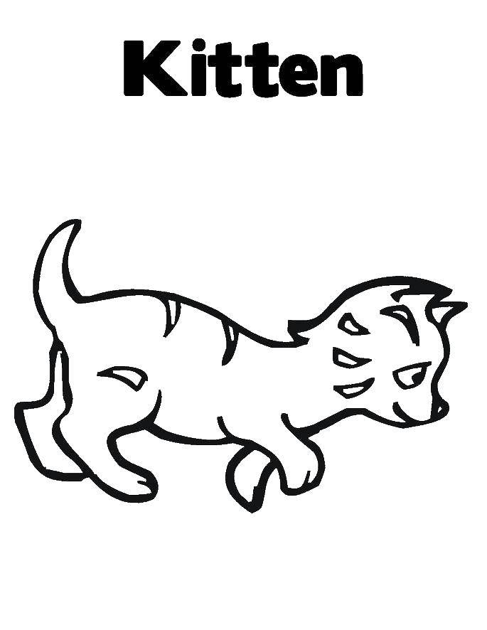 Название: Раскраска Бегущий котенок. Категория: Коты и котята. Теги: животные, котенок, кошка.