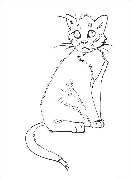 Название: Раскраска Испуганный котёнок. Категория: Коты и котята. Теги: Животные, котёнок.
