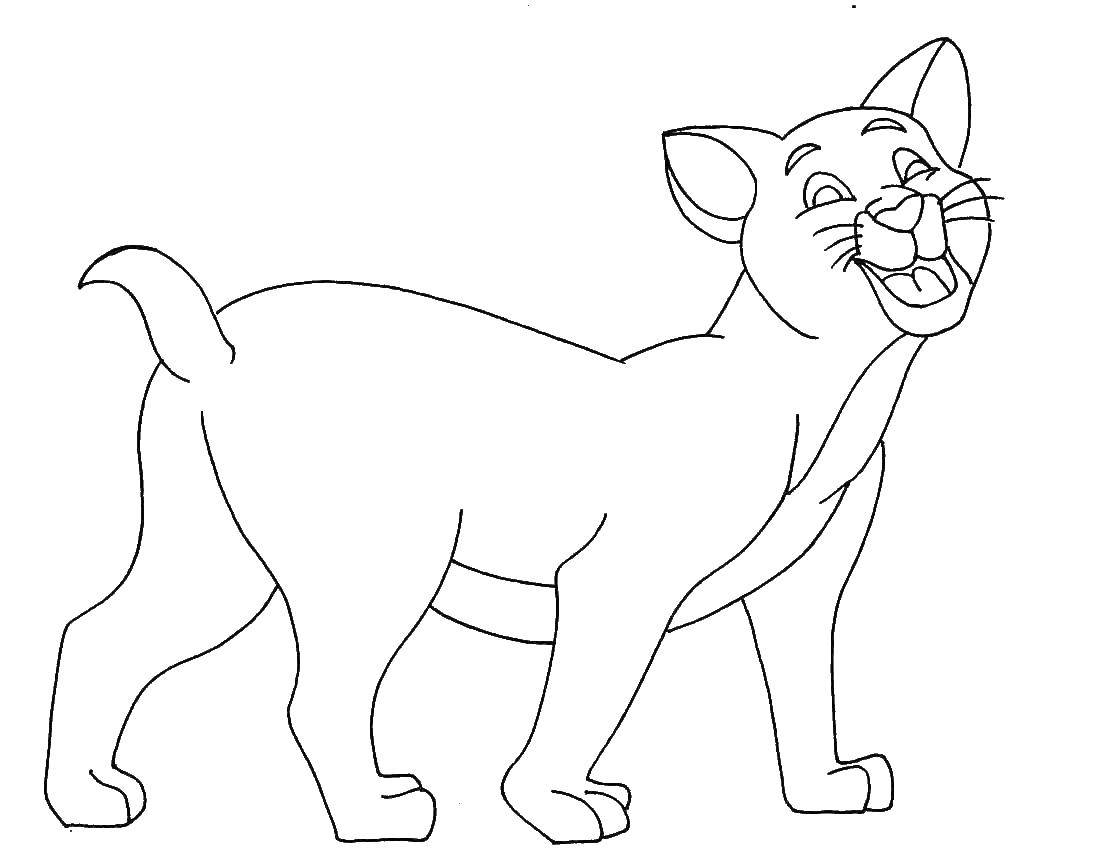 Coloring Kitty. Category Cats and kittens. Tags:  Animals, cat.
