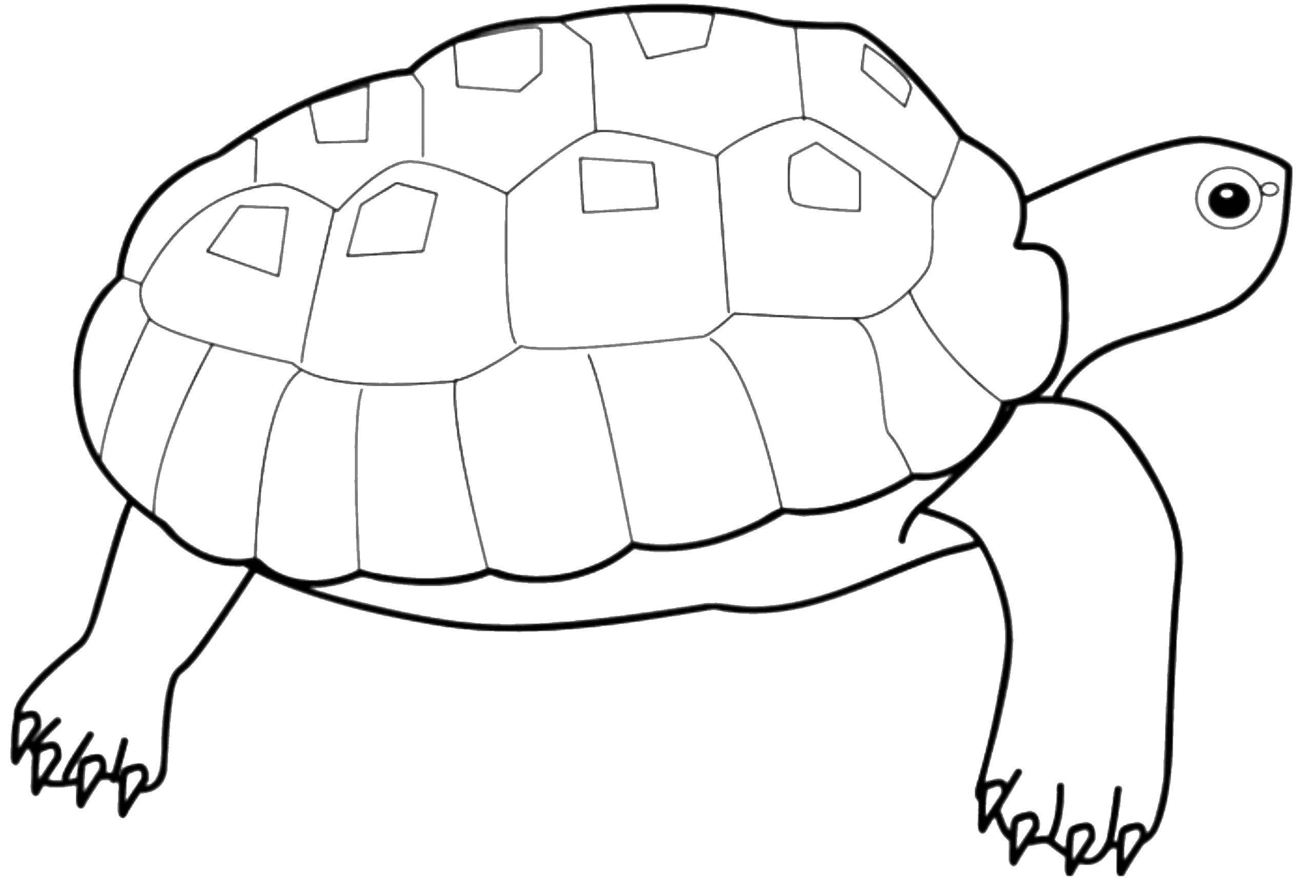 Название: Раскраска Черепаха. Категория: Животные. Теги: черепаха, .