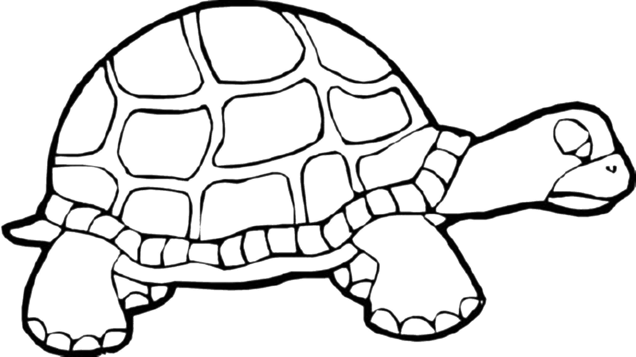 Coloring Sad turtle. Category reptiles. Tags:  Reptile, turtle.